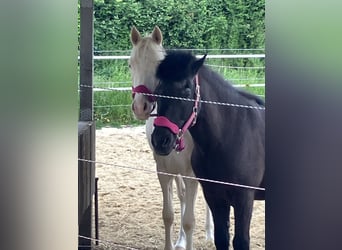 Deutsches Reitpony, Wallach, 2 Jahre, 147 cm, Cremello