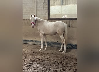 Deutsches Reitpony, Wallach, 2 Jahre, 147 cm, Cremello