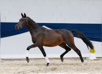 Deutsches Reitpony, Wallach, 2 Jahre, 148 cm, Dunkelbrauner