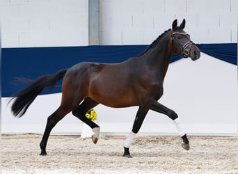 Deutsches Reitpony, Wallach, 2 Jahre, 148 cm, Dunkelbrauner