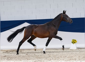 Deutsches Reitpony, Wallach, 2 Jahre, 148 cm, Dunkelbrauner
