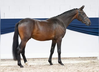 Deutsches Reitpony, Wallach, 2 Jahre, 148 cm, Dunkelbrauner