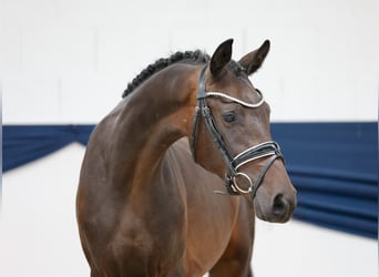 Deutsches Reitpony, Wallach, 2 Jahre, 148 cm, Dunkelbrauner