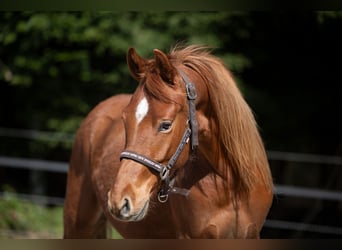 Deutsches Reitpony, Wallach, 2 Jahre, 148 cm, Fuchs