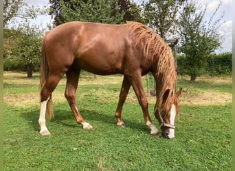 Deutsches Reitpony, Wallach, 2 Jahre, 148 cm, Fuchs