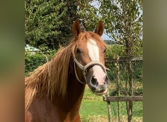 Deutsches Reitpony, Wallach, 2 Jahre, 148 cm, Fuchs