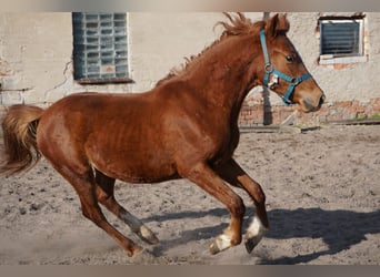 Deutsches Reitpony, Wallach, 2 Jahre, 148 cm, Fuchs