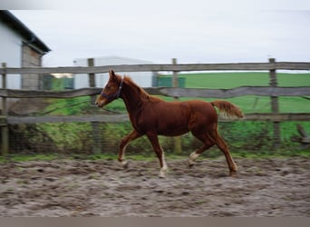 Deutsches Reitpony, Wallach, 2 Jahre, 148 cm, Fuchs