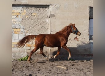 Deutsches Reitpony, Wallach, 2 Jahre, 148 cm, Fuchs