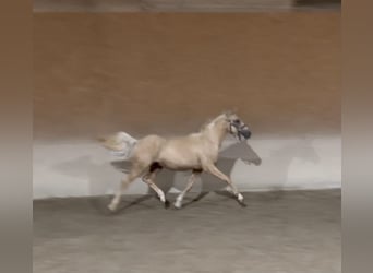 Deutsches Reitpony, Wallach, 2 Jahre, 148 cm, Palomino