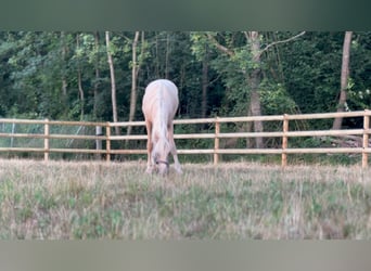 Deutsches Reitpony, Wallach, 2 Jahre, 148 cm, Palomino