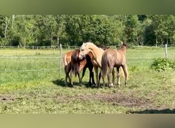 Deutsches Reitpony, Wallach, 2 Jahre, 148 cm, Palomino