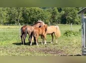 Deutsches Reitpony, Wallach, 2 Jahre, 148 cm, Palomino