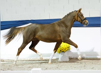 Deutsches Reitpony, Wallach, 2 Jahre, 149 cm, Fuchs