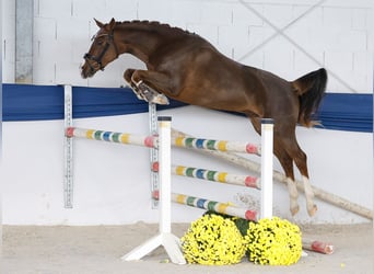 Deutsches Reitpony, Wallach, 2 Jahre, 149 cm, Fuchs