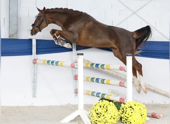 Deutsches Reitpony, Wallach, 2 Jahre, 149 cm, Fuchs
