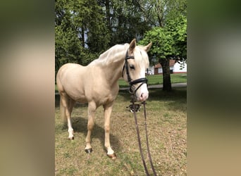 Deutsches Reitpony, Wallach, 2 Jahre, 149 cm, Palomino