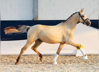 Deutsches Reitpony, Wallach, 2 Jahre, 150 cm, Falbe