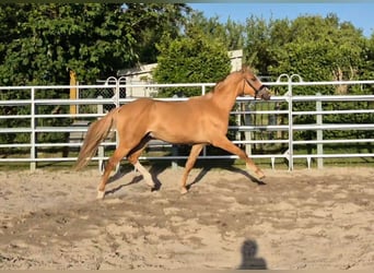 Deutsches Reitpony, Wallach, 2 Jahre, 150 cm, Red Dun