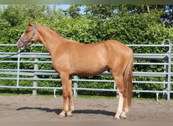 Deutsches Reitpony, Wallach, 2 Jahre, 150 cm, Red Dun