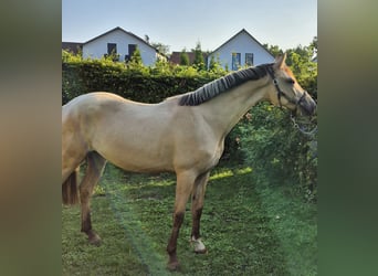 Deutsches Reitpony, Wallach, 2 Jahre, 152 cm, Buckskin