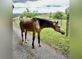 Deutsches Reitpony, Wallach, 2 Jahre, 153 cm, Buckskin