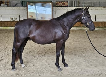 Deutsches Reitpony, Wallach, 2 Jahre, 153 cm, Schwarzbrauner
