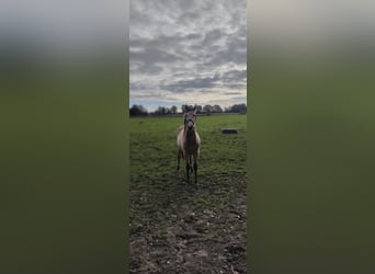 Deutsches Reitpony, Wallach, 2 Jahre, 154 cm, Buckskin