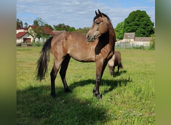 Deutsches Reitpony, Wallach, 2 Jahre, 159 cm, Schimmel