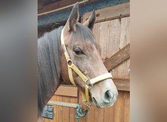 Deutsches Reitpony, Wallach, 2 Jahre, 159 cm, Schimmel