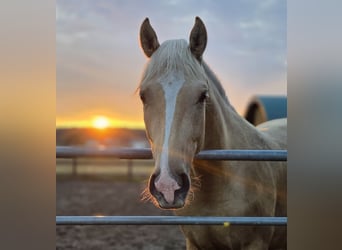 Deutsches Reitpony, Wallach, 2 Jahre, 160 cm, Palomino