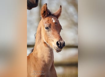 Deutsches Reitpony, Wallach, 2 Jahre, Brauner