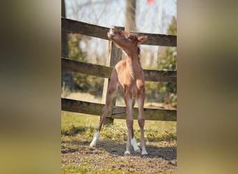 Deutsches Reitpony, Wallach, 2 Jahre, Brauner