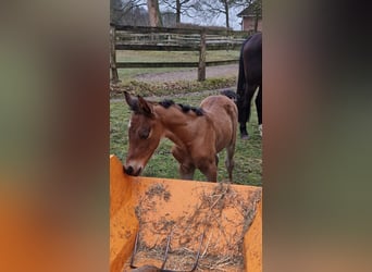 Deutsches Reitpony, Wallach, 2 Jahre, Brauner