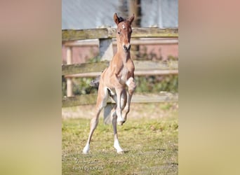 Deutsches Reitpony, Wallach, 2 Jahre, Brauner