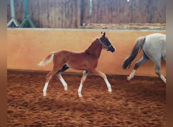 Deutsches Reitpony, Wallach, 2 Jahre, Dunkelfuchs