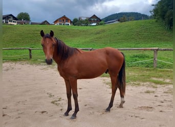 Deutsches Reitpony, Wallach, 2 Jahre, Dunkelfuchs