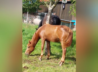 Deutsches Reitpony, Wallach, 2 Jahre, Fuchs