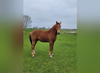 Deutsches Reitpony, Wallach, 2 Jahre, Fuchs