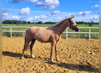 Deutsches Reitpony, Wallach, 2 Jahre, Palomino