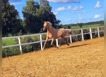 Deutsches Reitpony, Wallach, 2 Jahre, Palomino