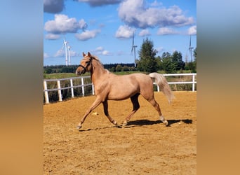 Deutsches Reitpony, Wallach, 2 Jahre, Palomino