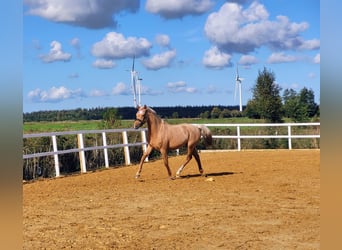 Deutsches Reitpony, Wallach, 2 Jahre, Palomino