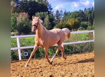 Deutsches Reitpony, Wallach, 2 Jahre, Palomino
