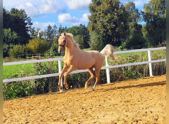 Deutsches Reitpony, Wallach, 2 Jahre, Palomino