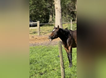 Deutsches Reitpony, Wallach, 2 Jahre