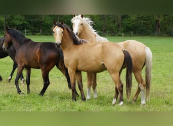 Deutsches Reitpony, Wallach, 2 Jahre