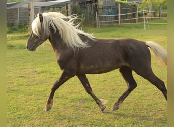 Deutsches Reitpony, Wallach, 3 Jahre, 117 cm, Dunkelfuchs