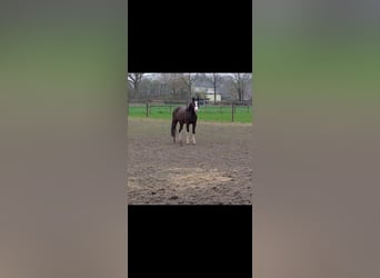 Deutsches Reitpony, Wallach, 3 Jahre, 125 cm, Dunkelbrauner