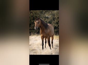 Deutsches Reitpony, Wallach, 3 Jahre, 133 cm, Brauner